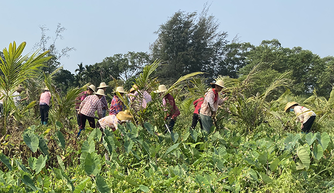 农业农村部组织集中灭除重大危害外来入侵物种